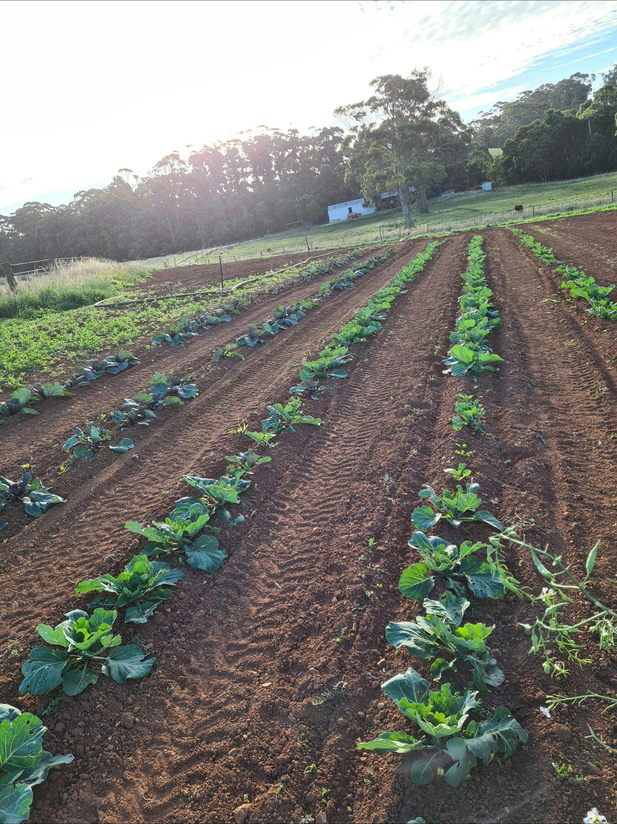 Growing Organic cabbages