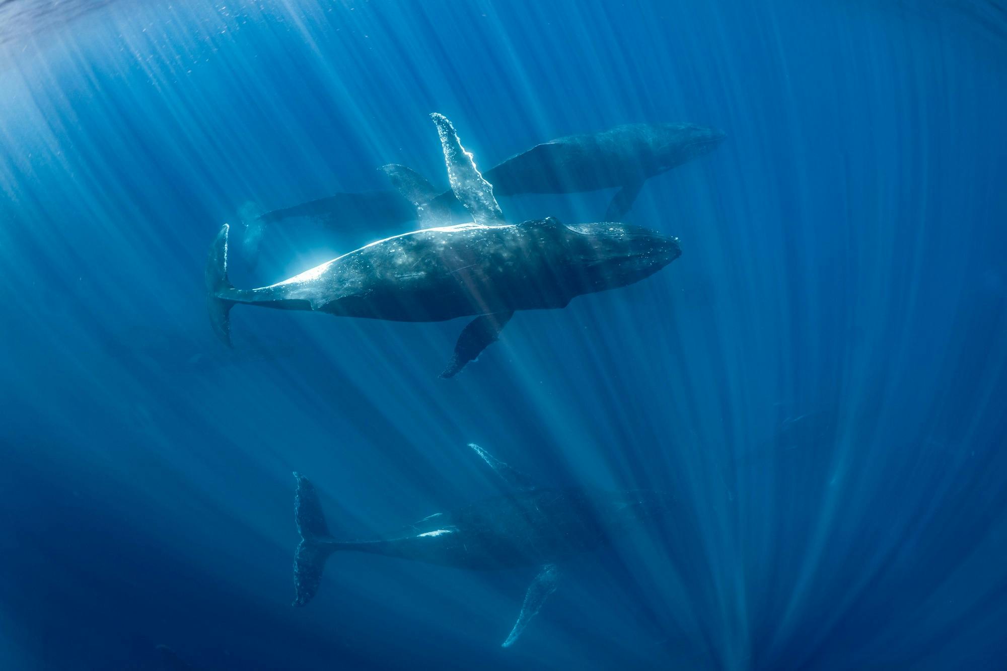 Super pod of Humpback Whales Swimming