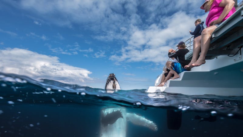 Whale Watching