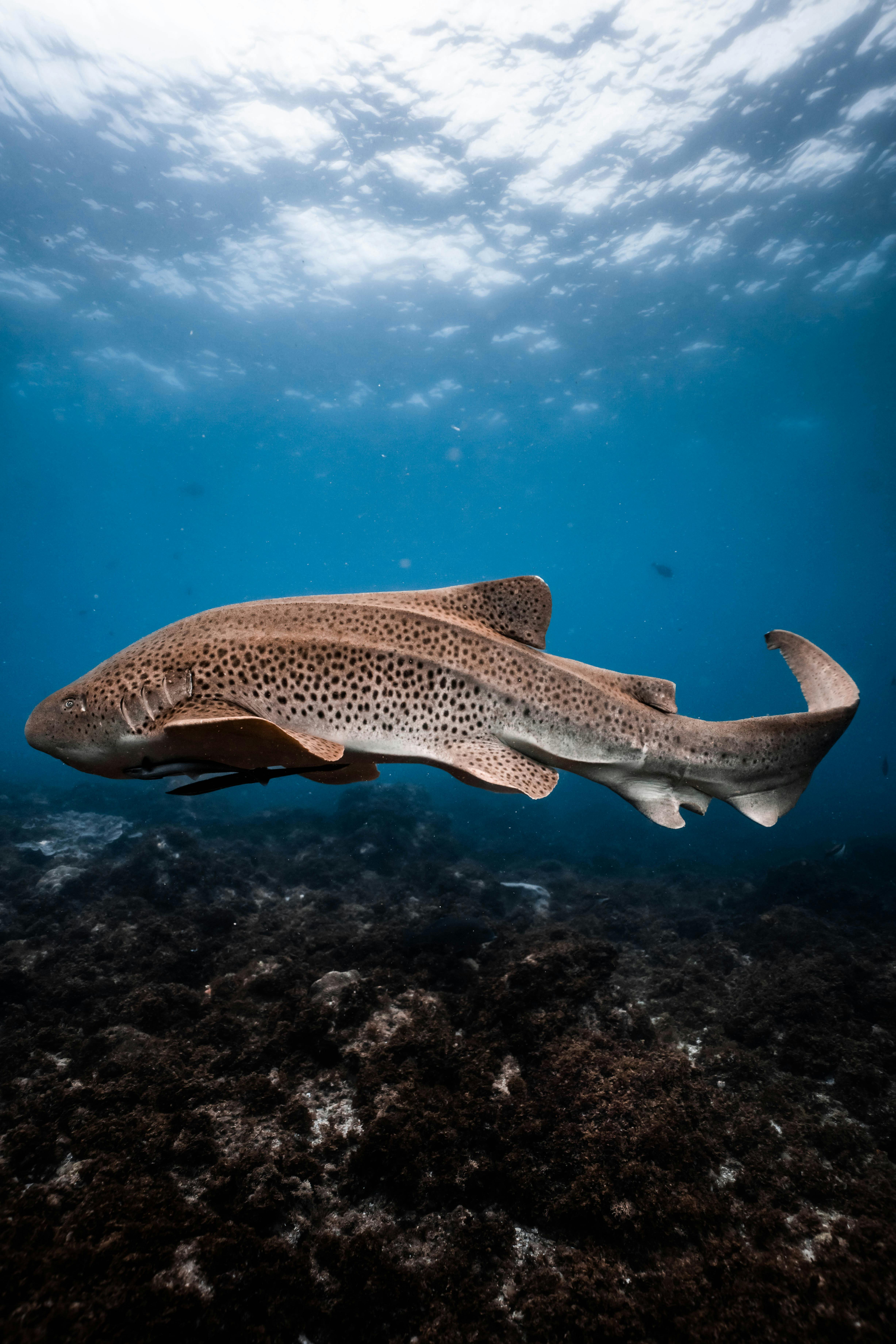 leopard shark