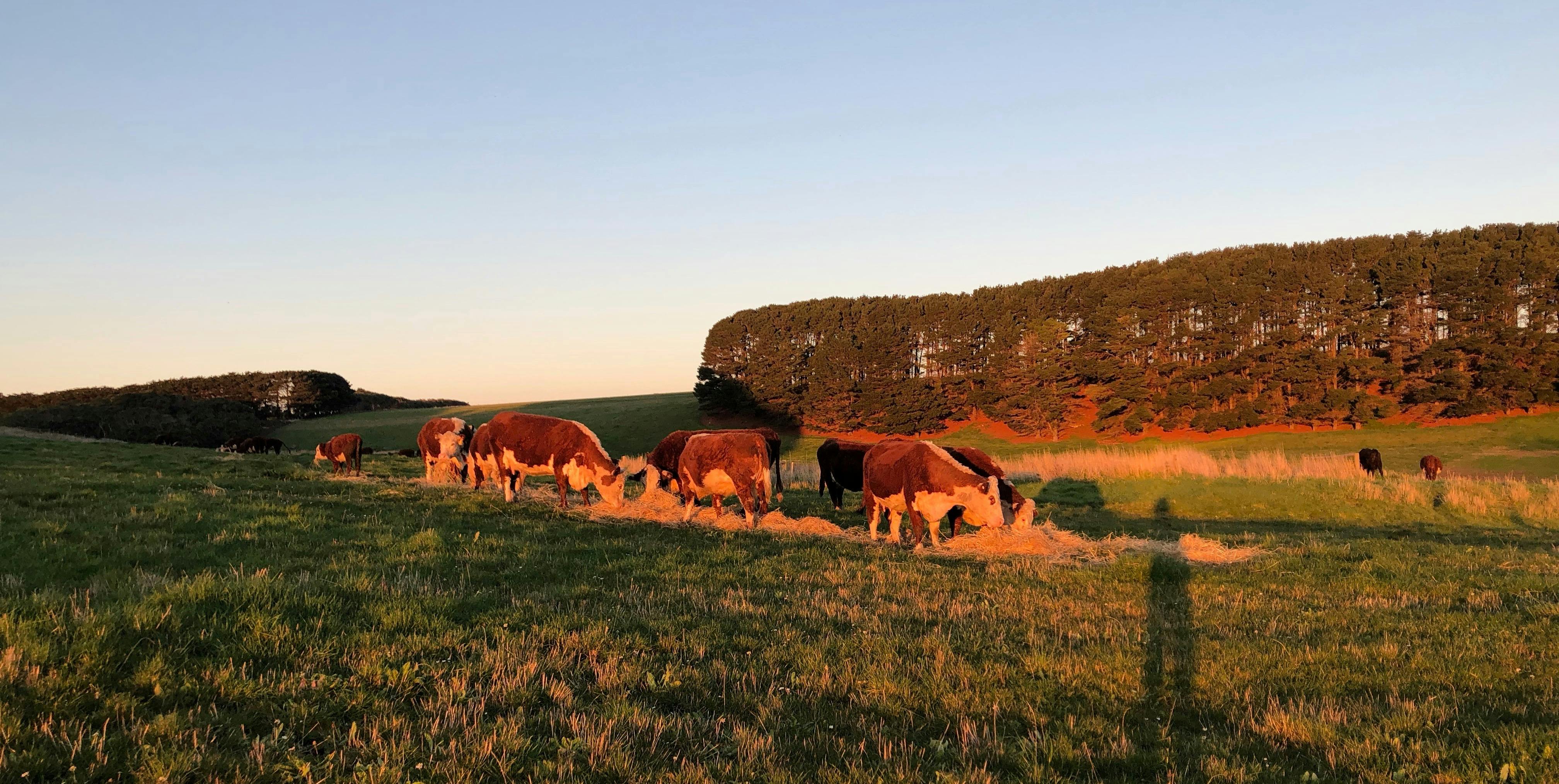 Daysy Hill Country Cottages