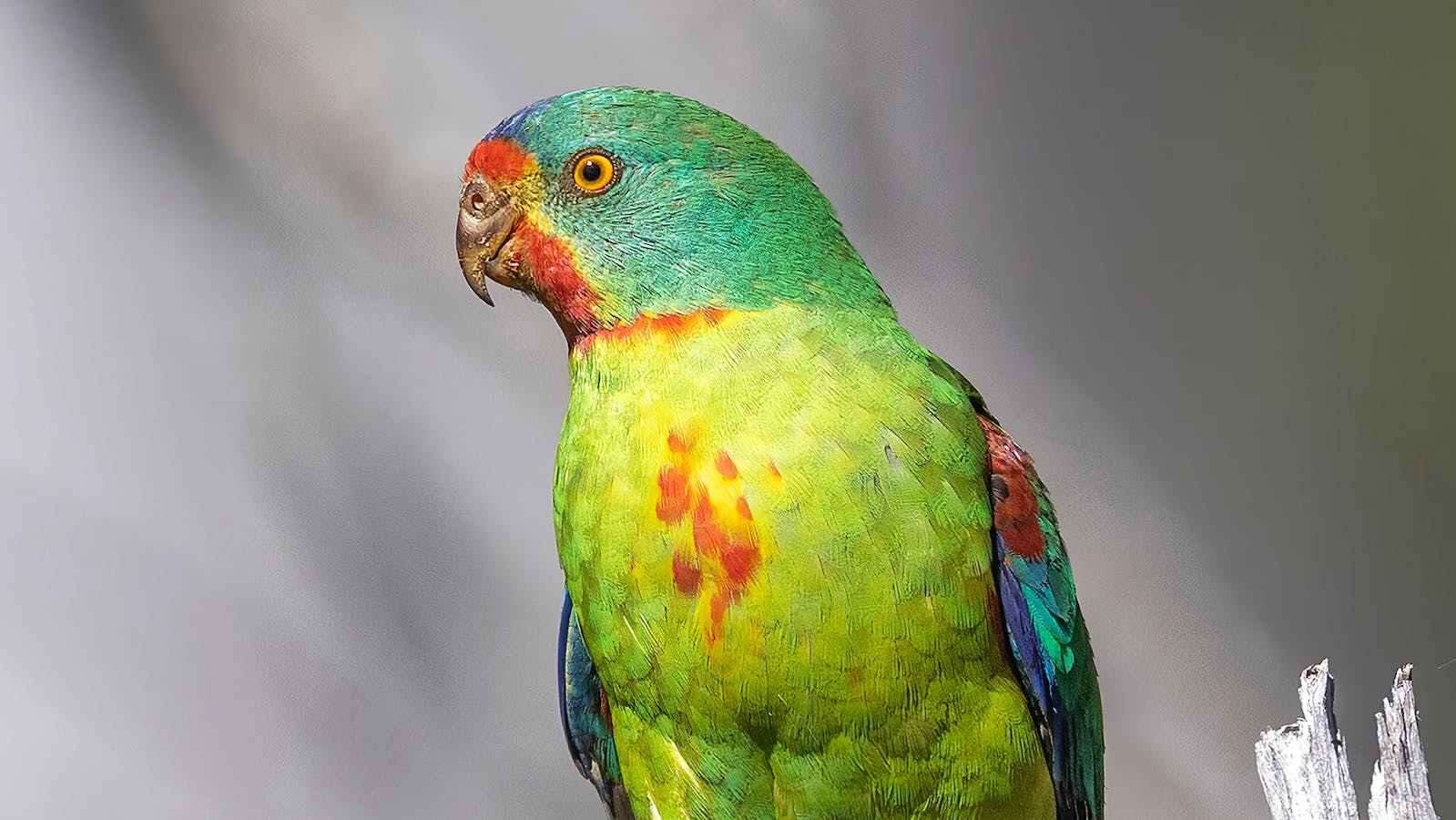 Swift Parrot - an image from a recent exhibition