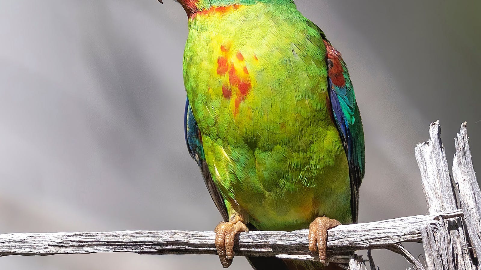Swift Parrot - an image from a recent exhibition