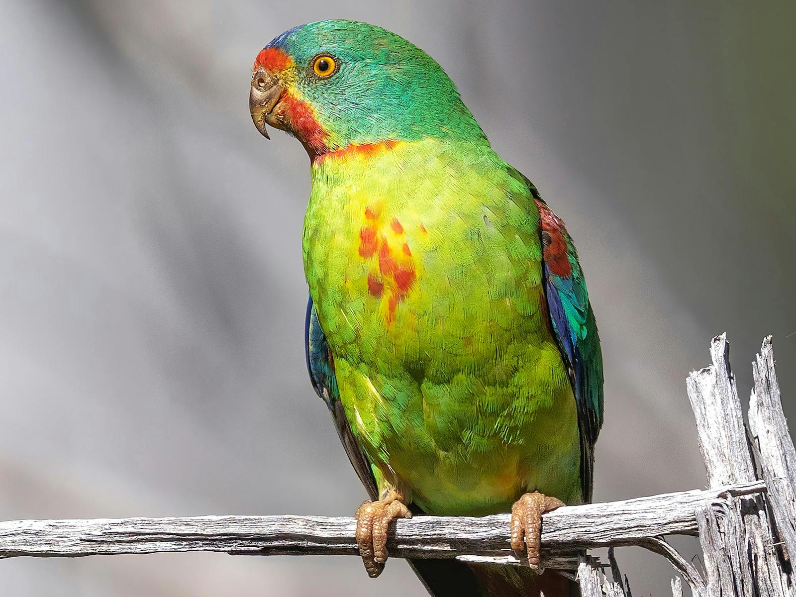 Swift Parrot - an image from a recent exhibition