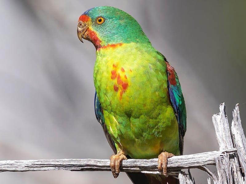 Swift Parrot - an image from a recent exhibition