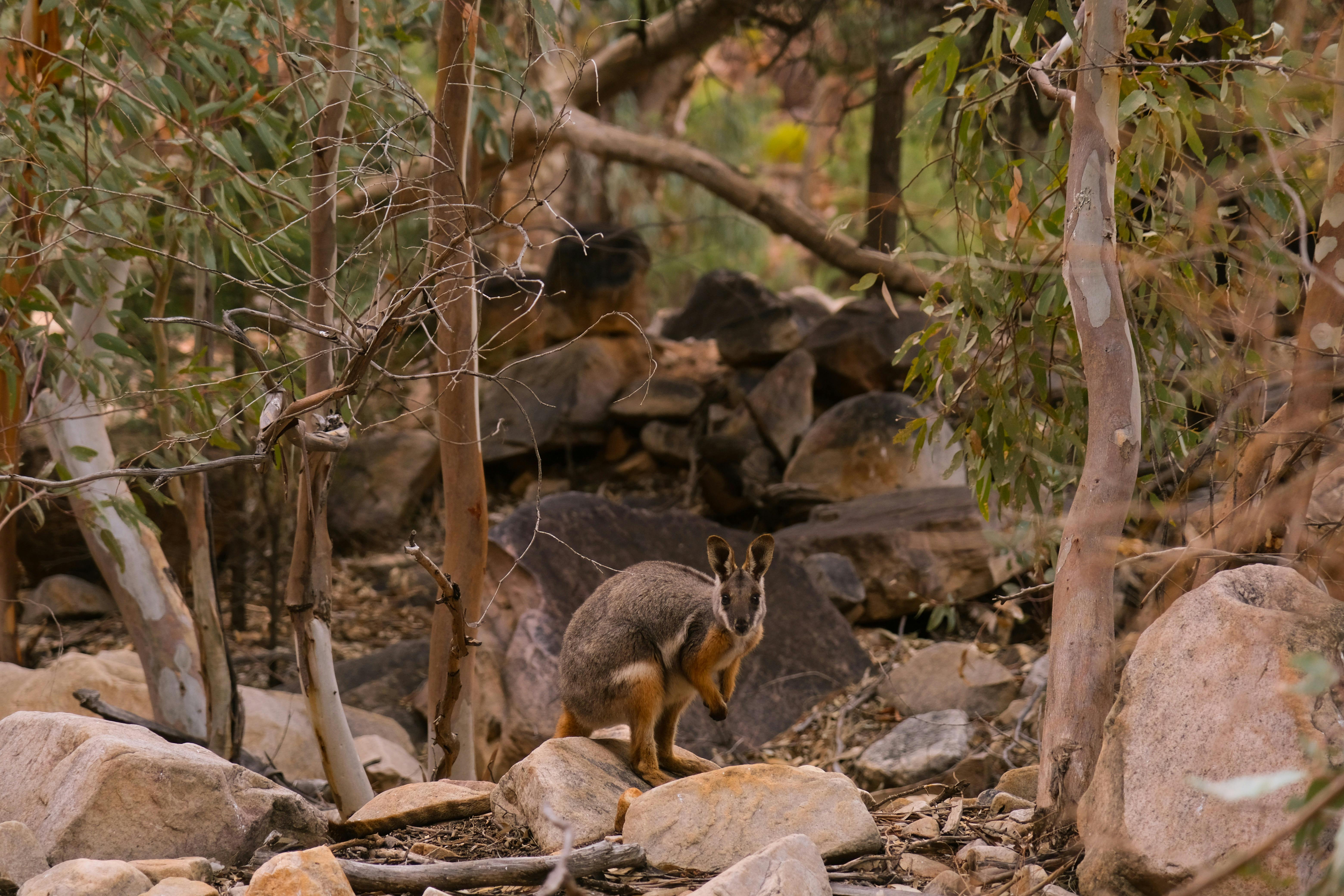 Flinders Ranges