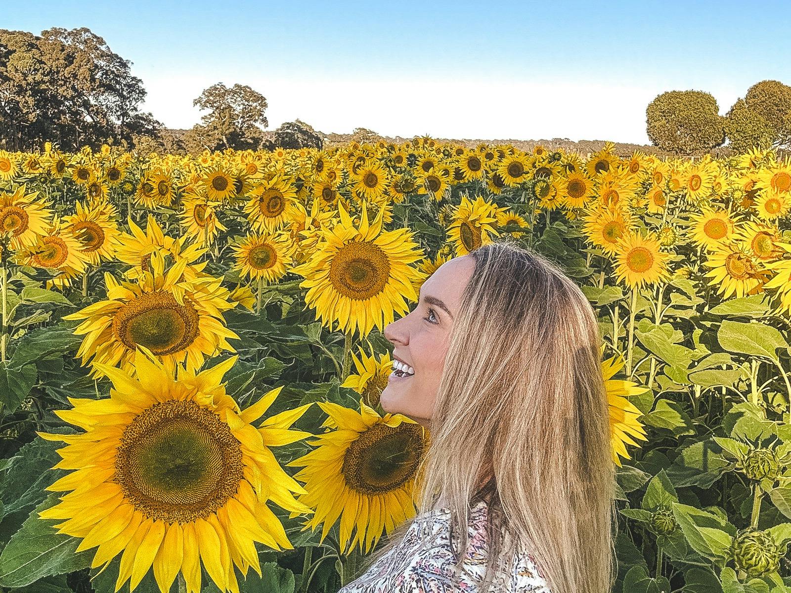 Atkins Farm Sunflowers 2024