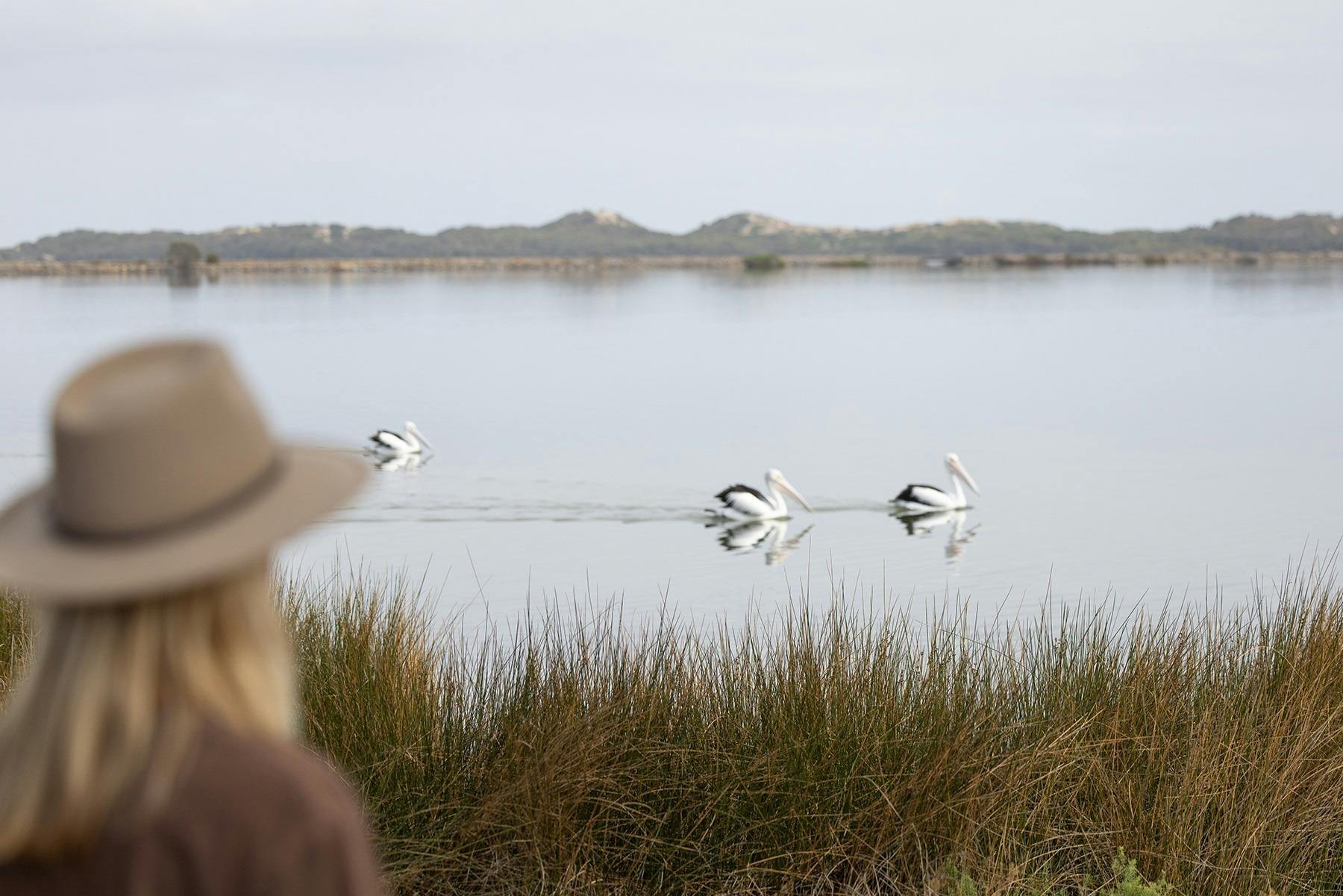 Pelicans at Leschenault Estuary