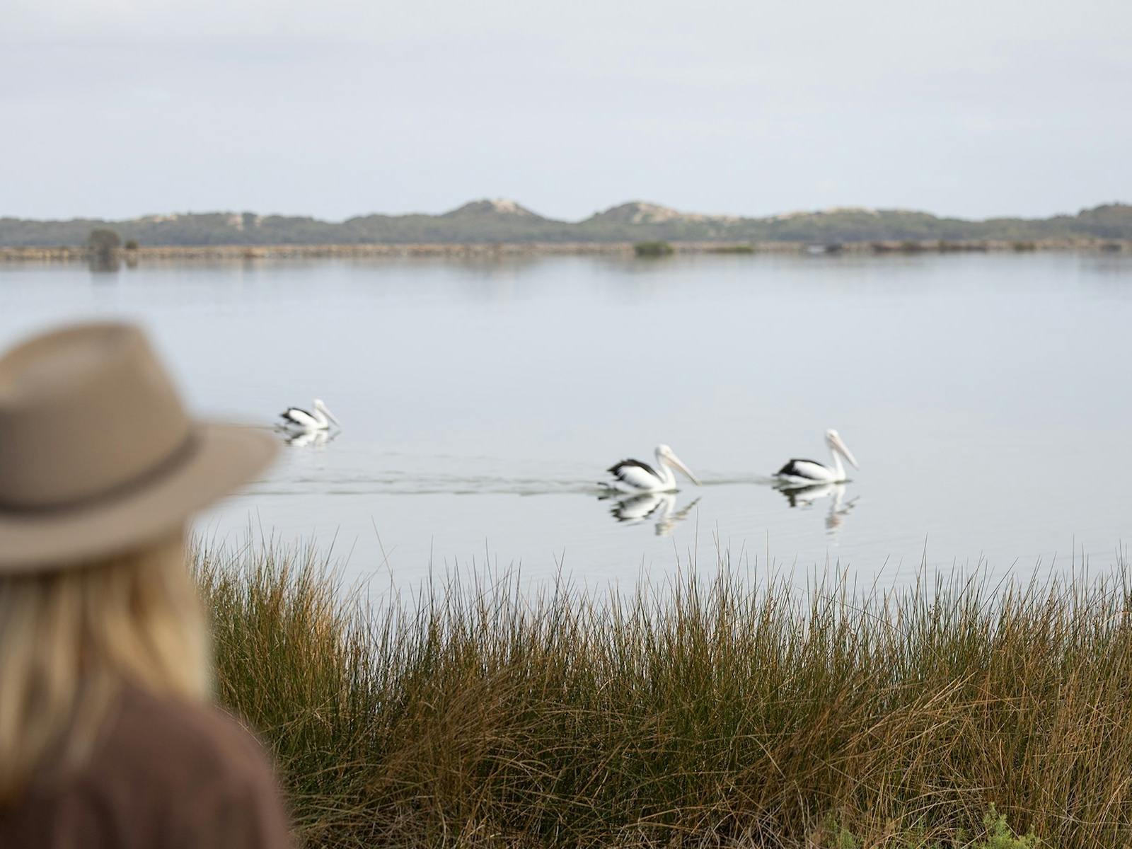 Pelicans at Leschenault Estuary