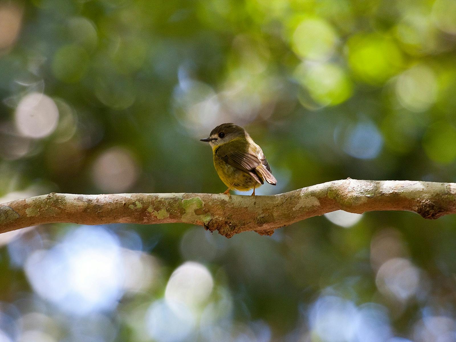 Lesser Yellow Robin D'Aguilar National Park