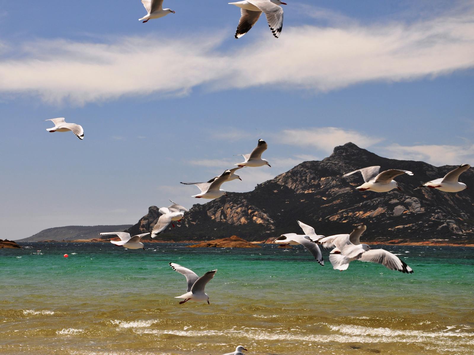 Killliecrankie birds of Flinders Island Tasmania