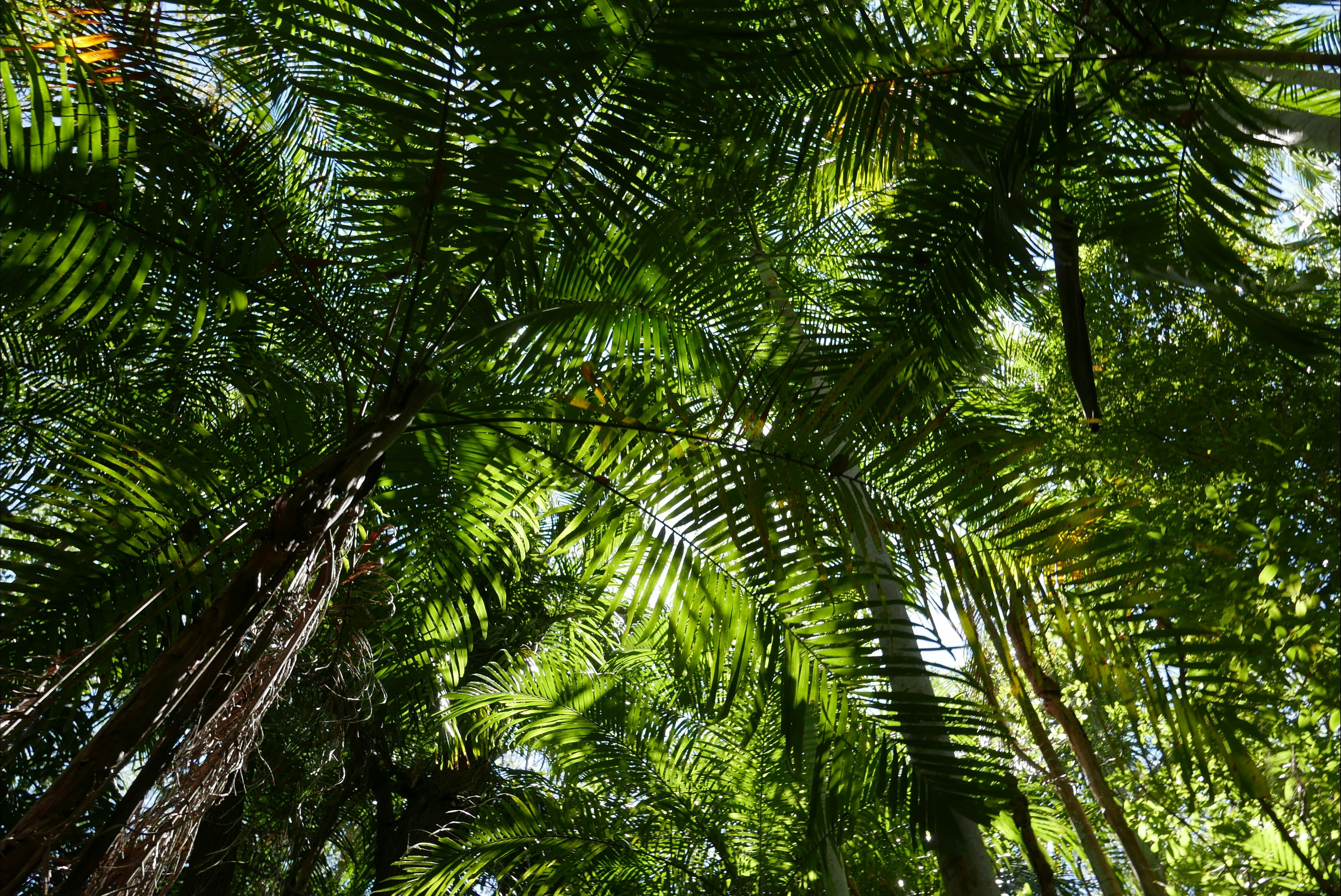Greenant Creek Walk / Tjaetaba Falls