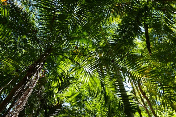 Greenant Creek Walk / Tjaetaba Falls