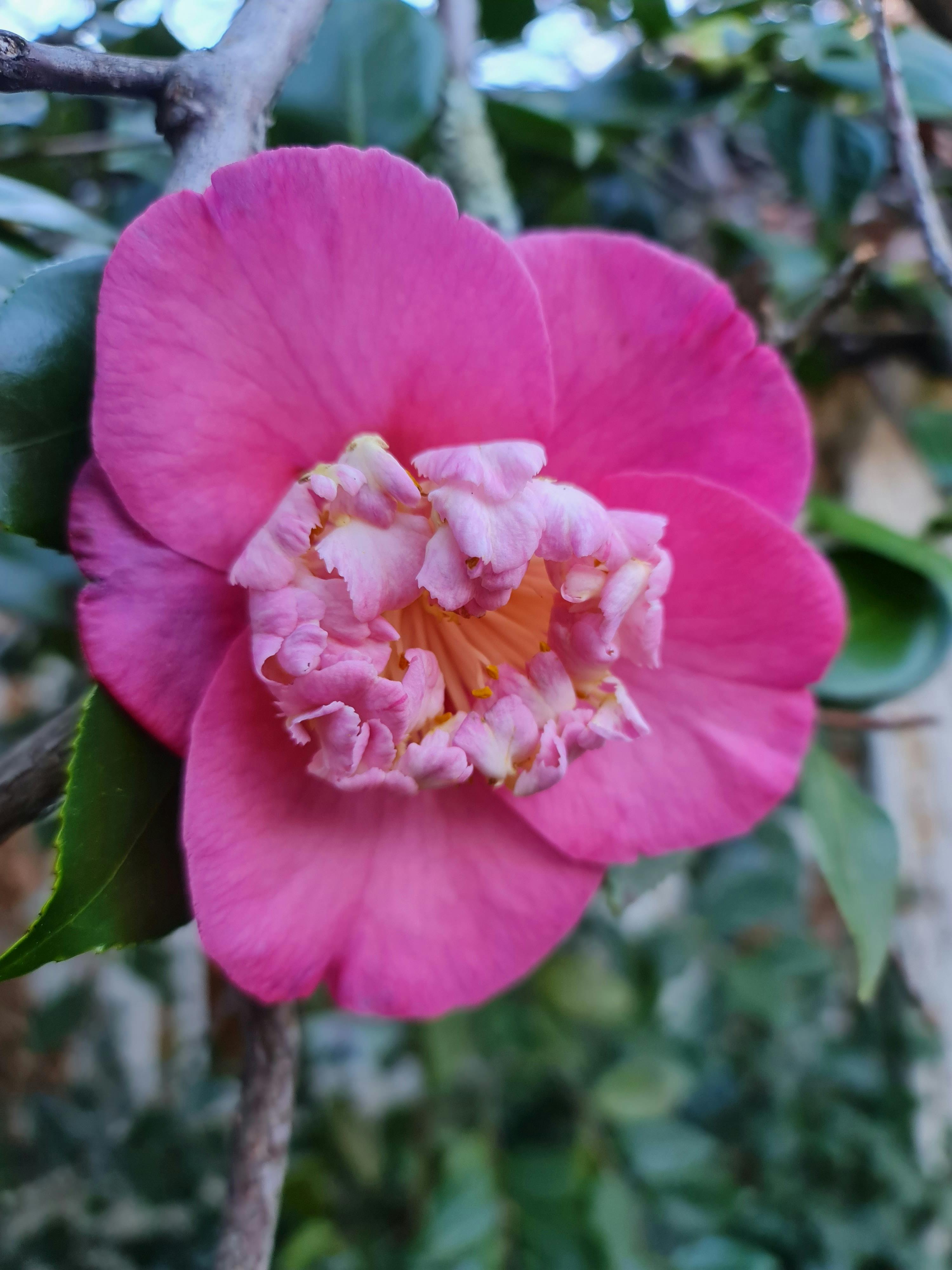 One of the many unsual camellias to be discovered