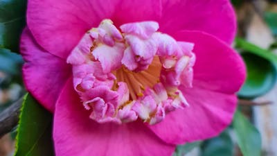 One of the many unsual camellias to be discovered