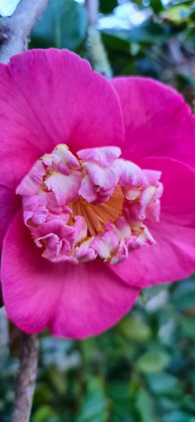 One of the many unsual camellias to be discovered