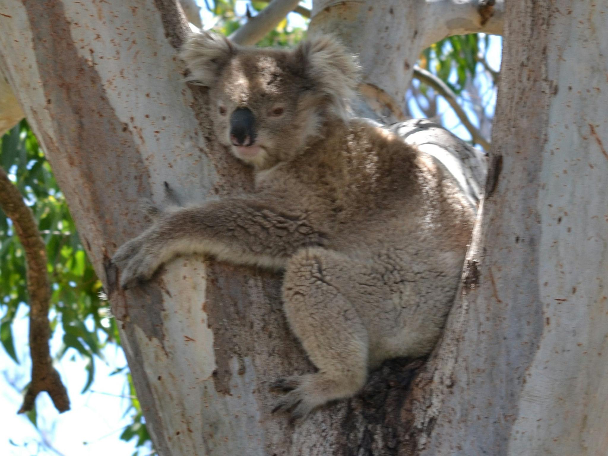 Resident Koala