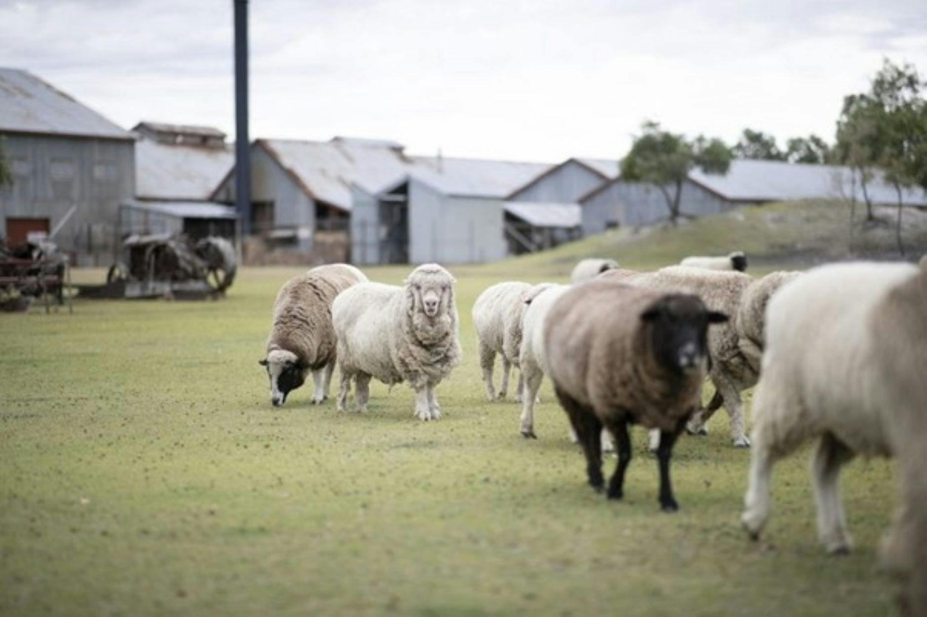 Sheep