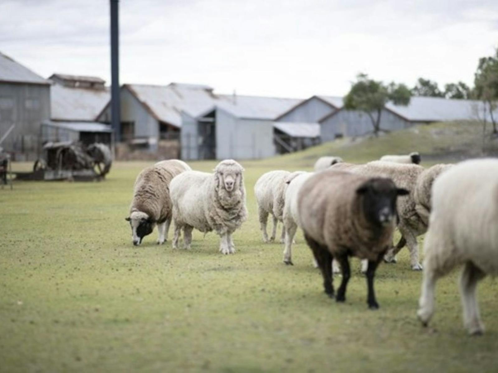 Sheep Sheep