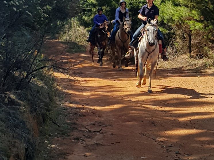 Argalong Trail Rides