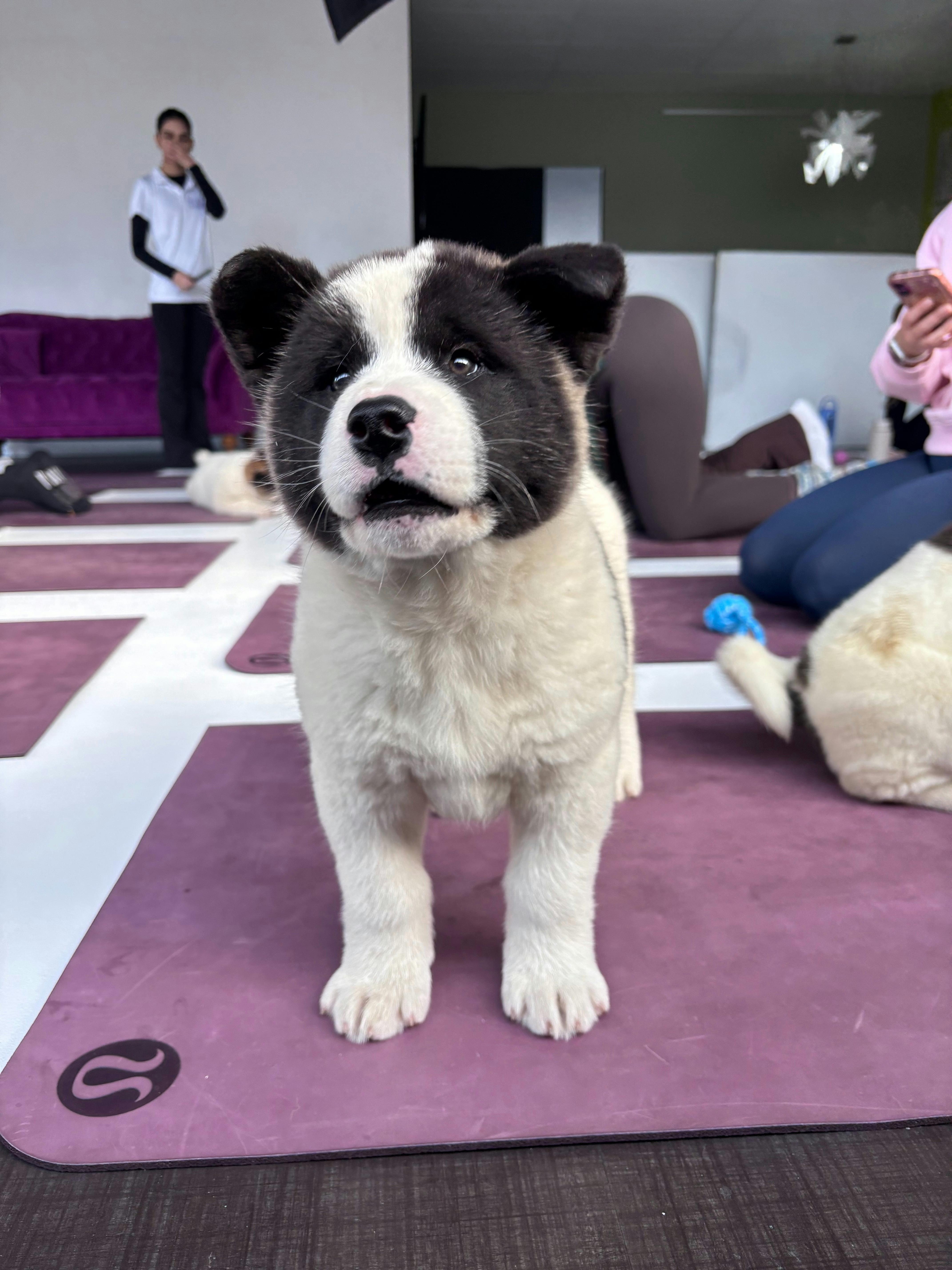 Puppy Yoga Perth | Yoga Paws