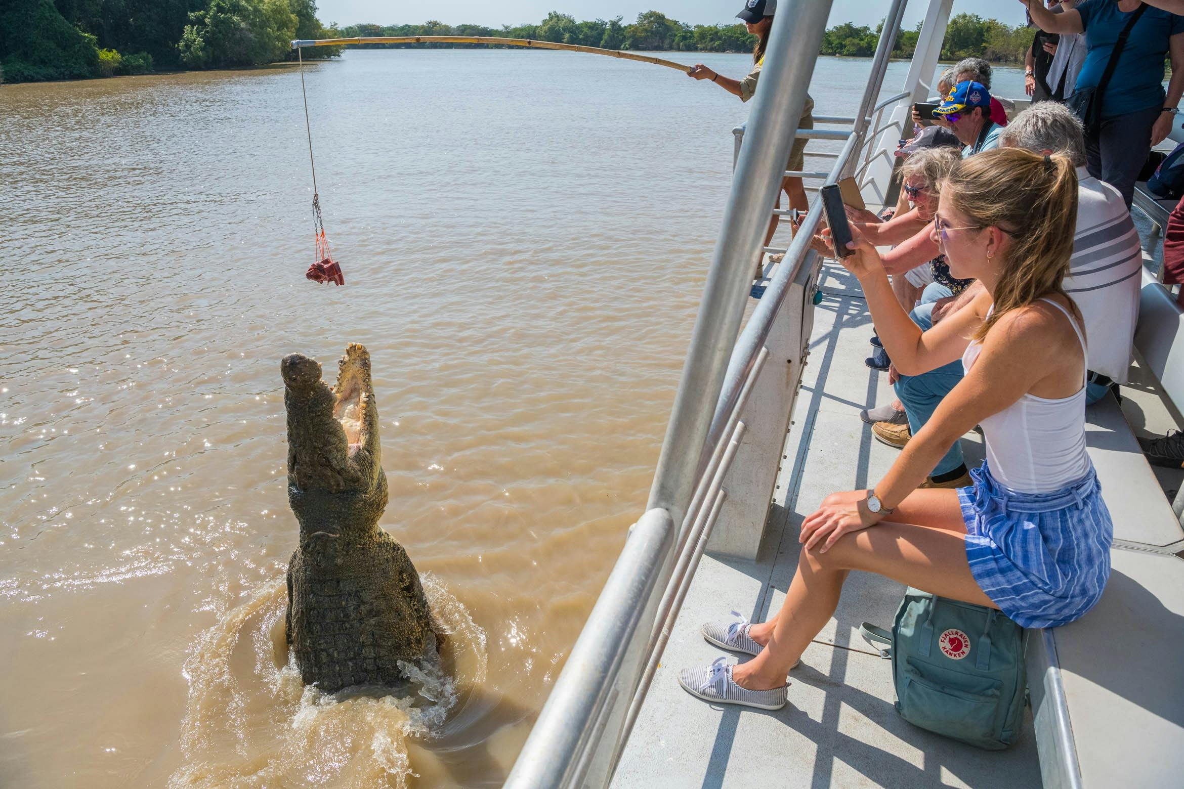 Saltwater crocodile jumping from the water