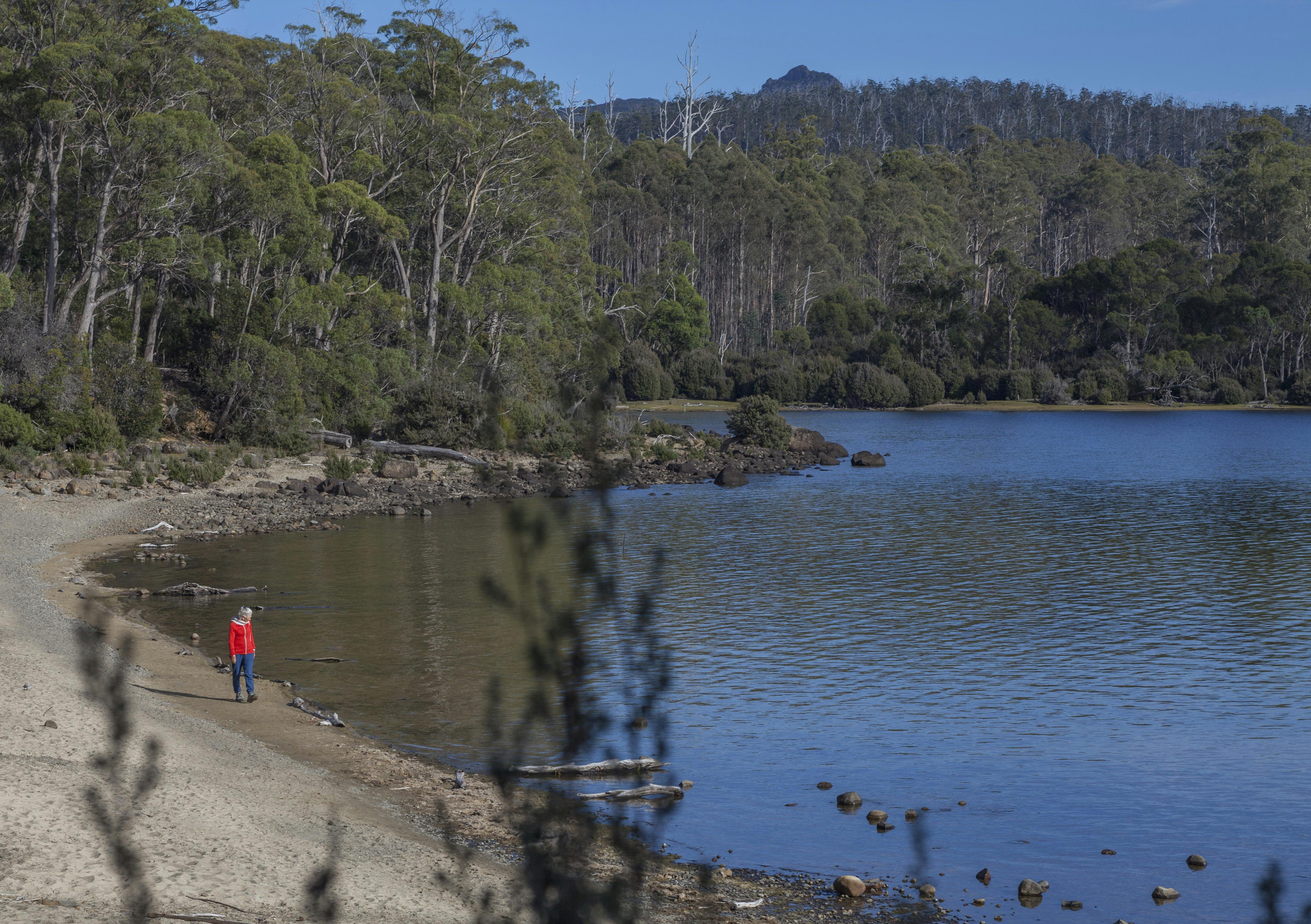 Lake St Clair Walks - Great Short Walk