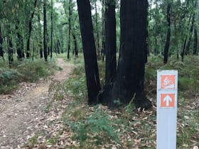 Mount Clay mountain bike trails