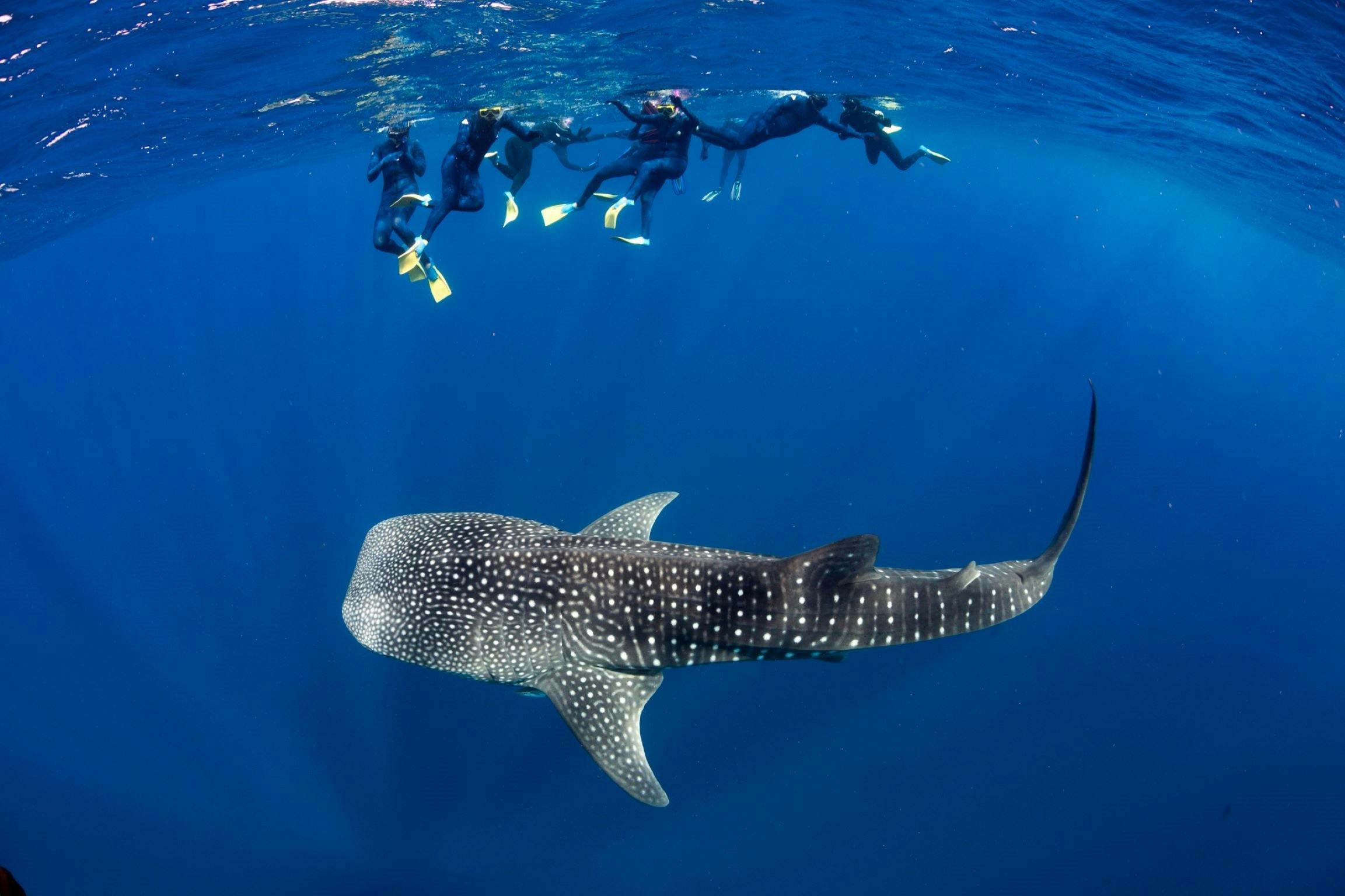 Ningaloo Blue Dive, Exmouth, Western Australia