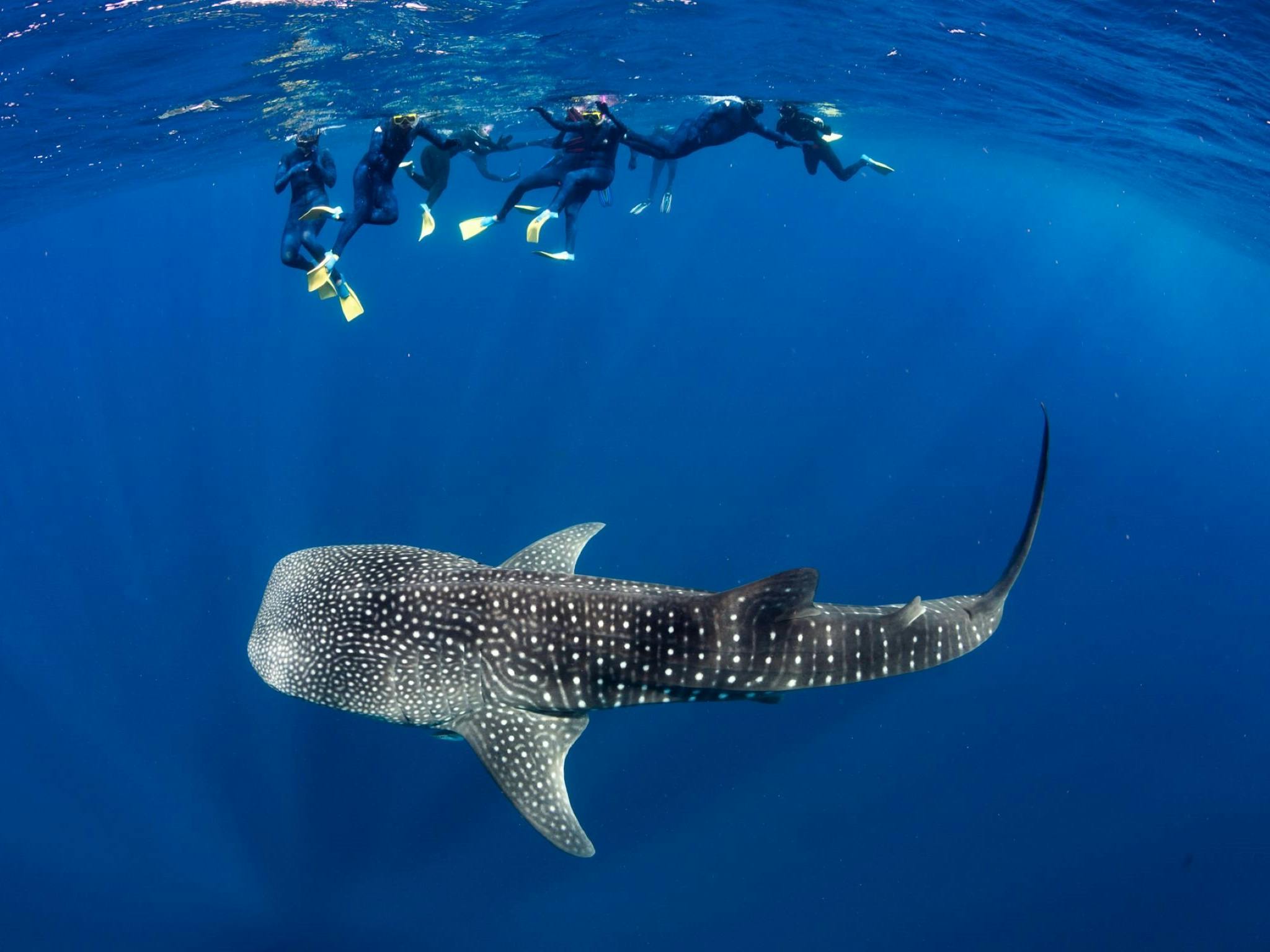 Ningaloo Blue Dive, Exmouth, Western Australia