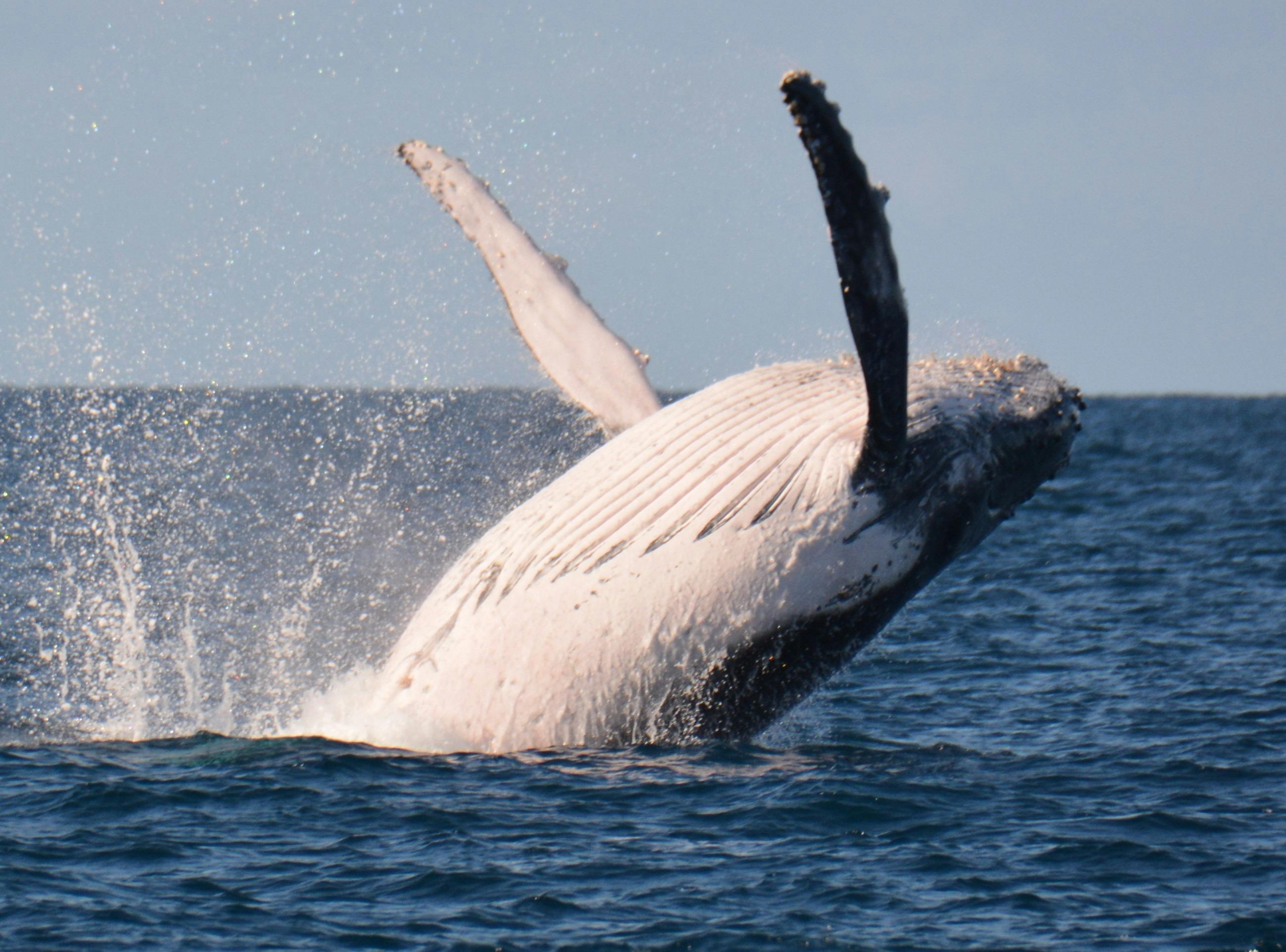 Humpback whales love to show off and often look straight into your eyes!!