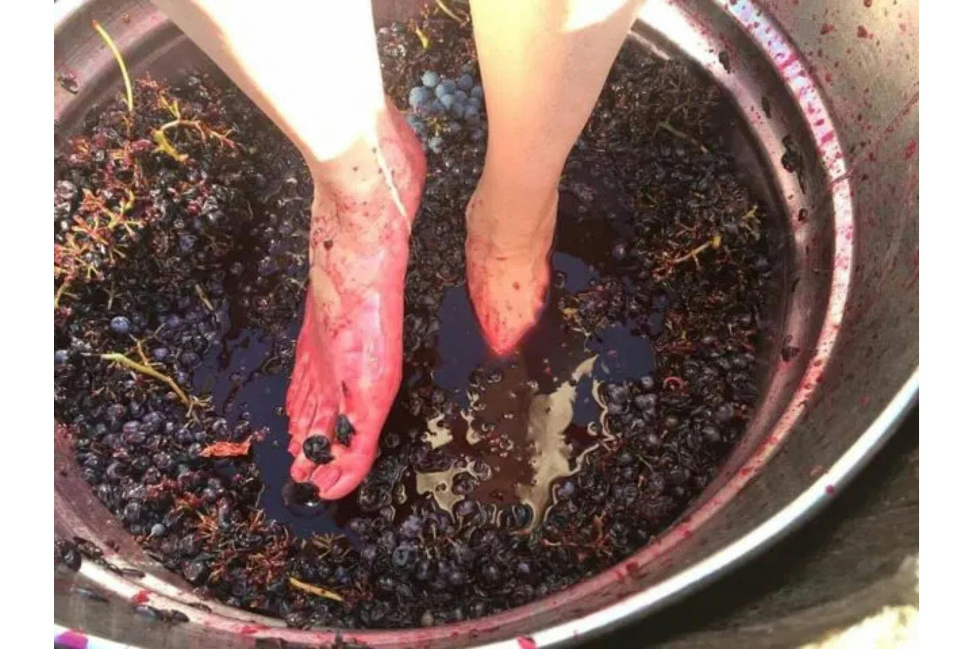 Stomping Red Grapes
