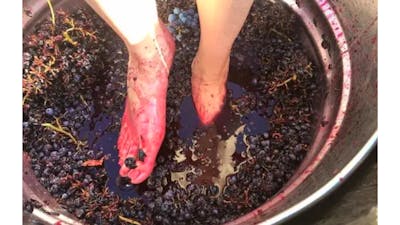 Stomping Red Grapes