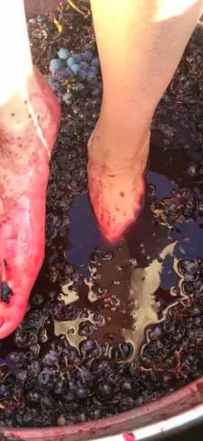 Stomping Red Grapes