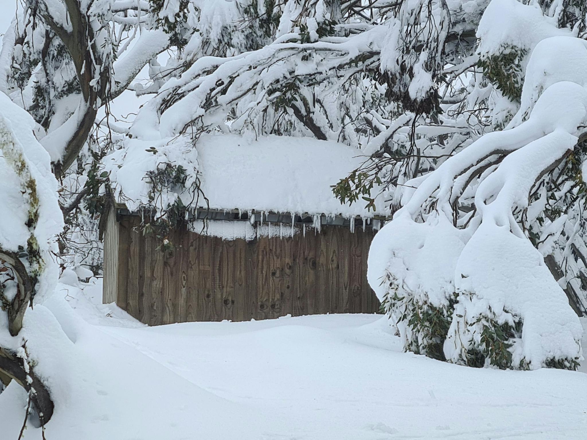 Snow covered hut amongst the Snow Gums.