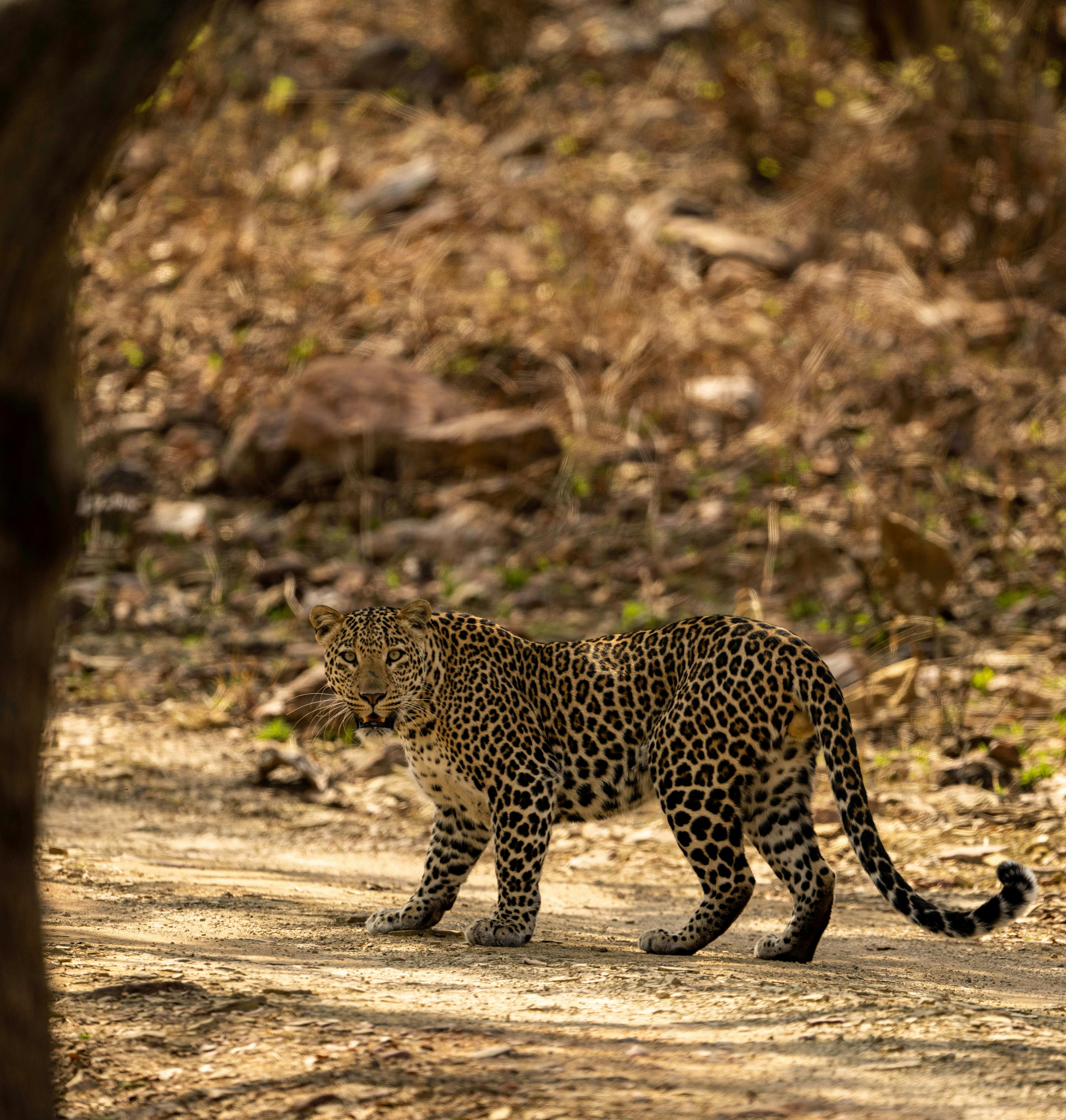 Indian leopard walking along a forest track during a wildlife safari in India.