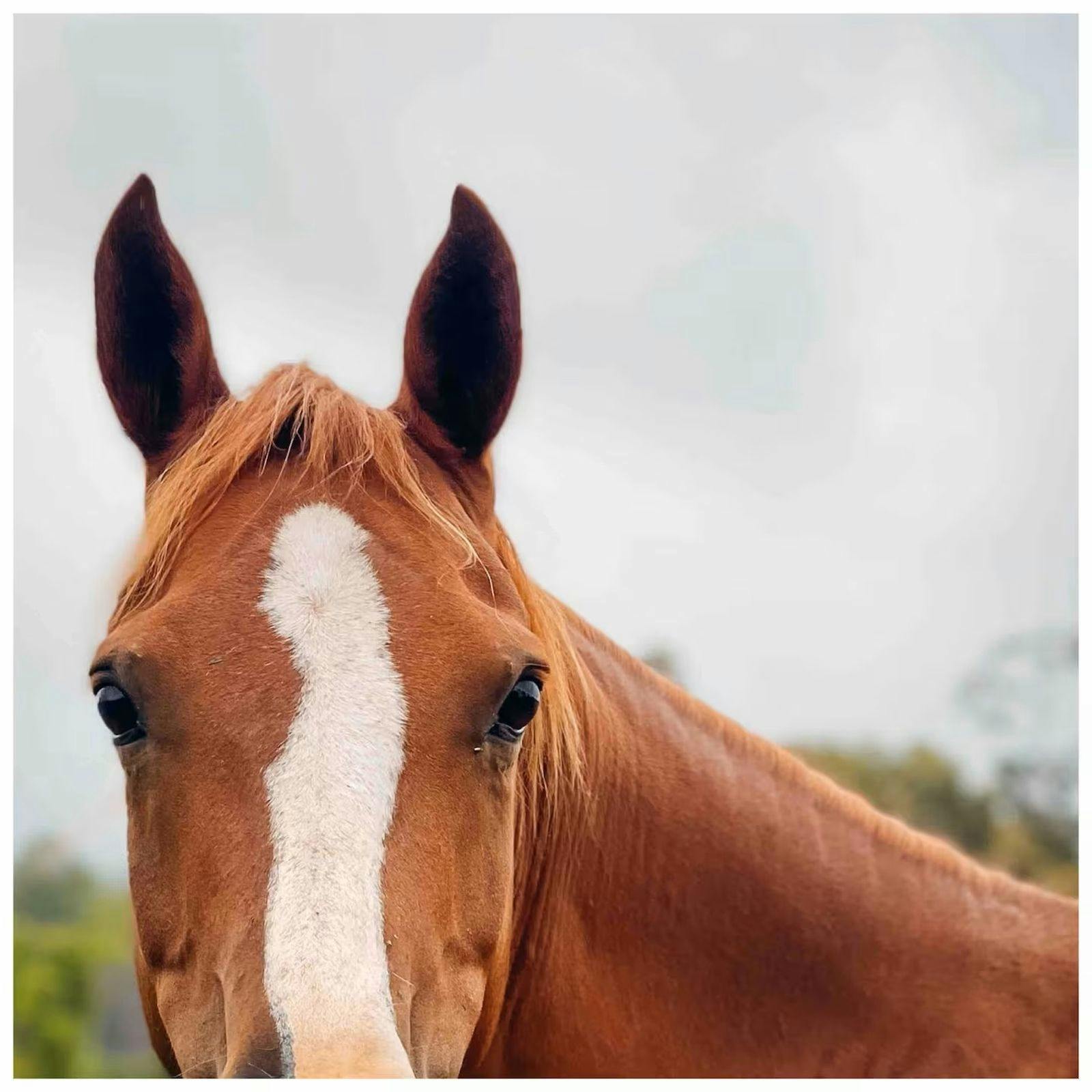 밴던 그로브의 스테이블