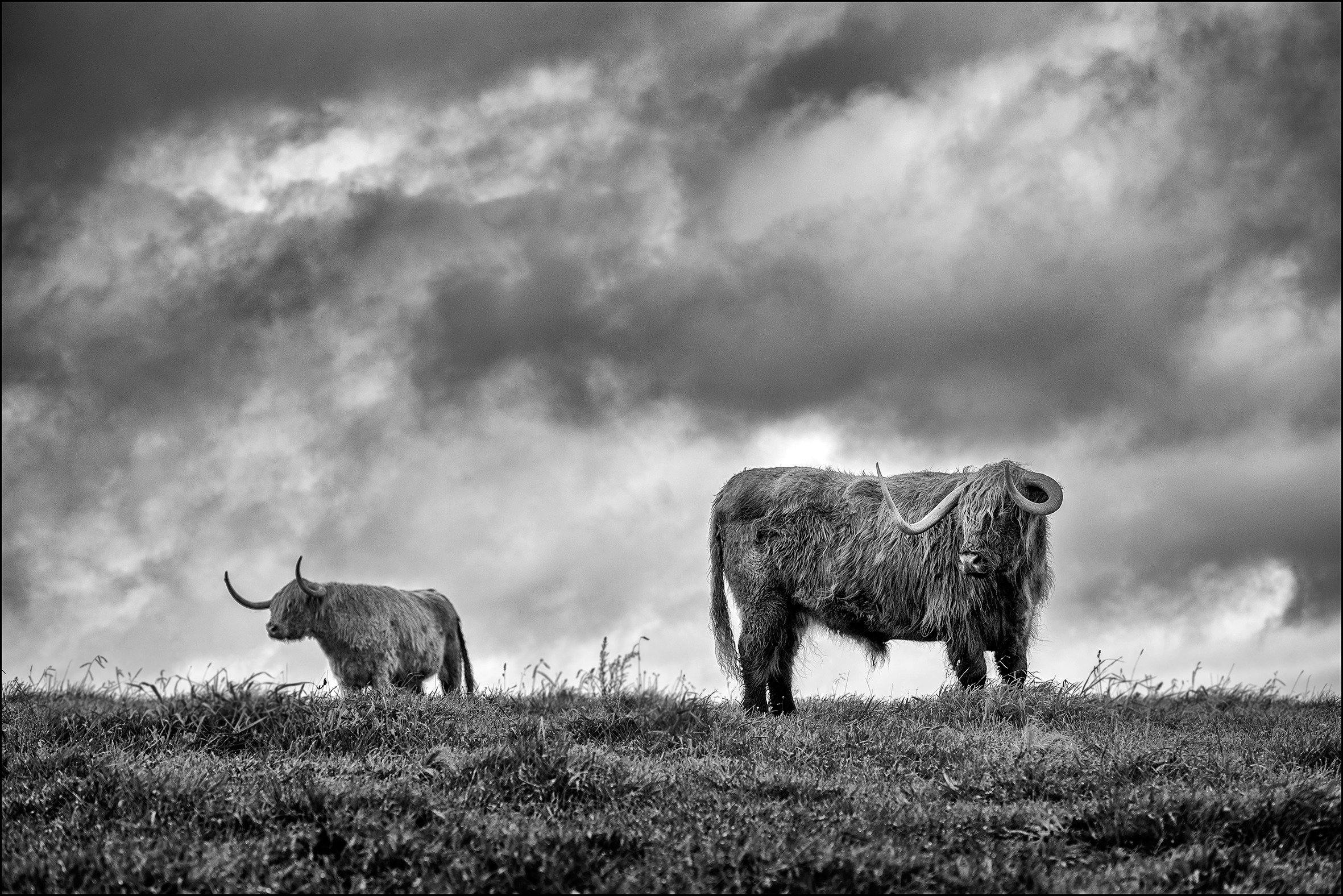 Highlands Cows