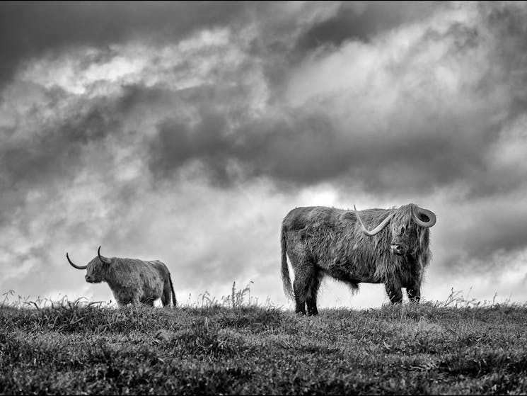 Highlands Cows