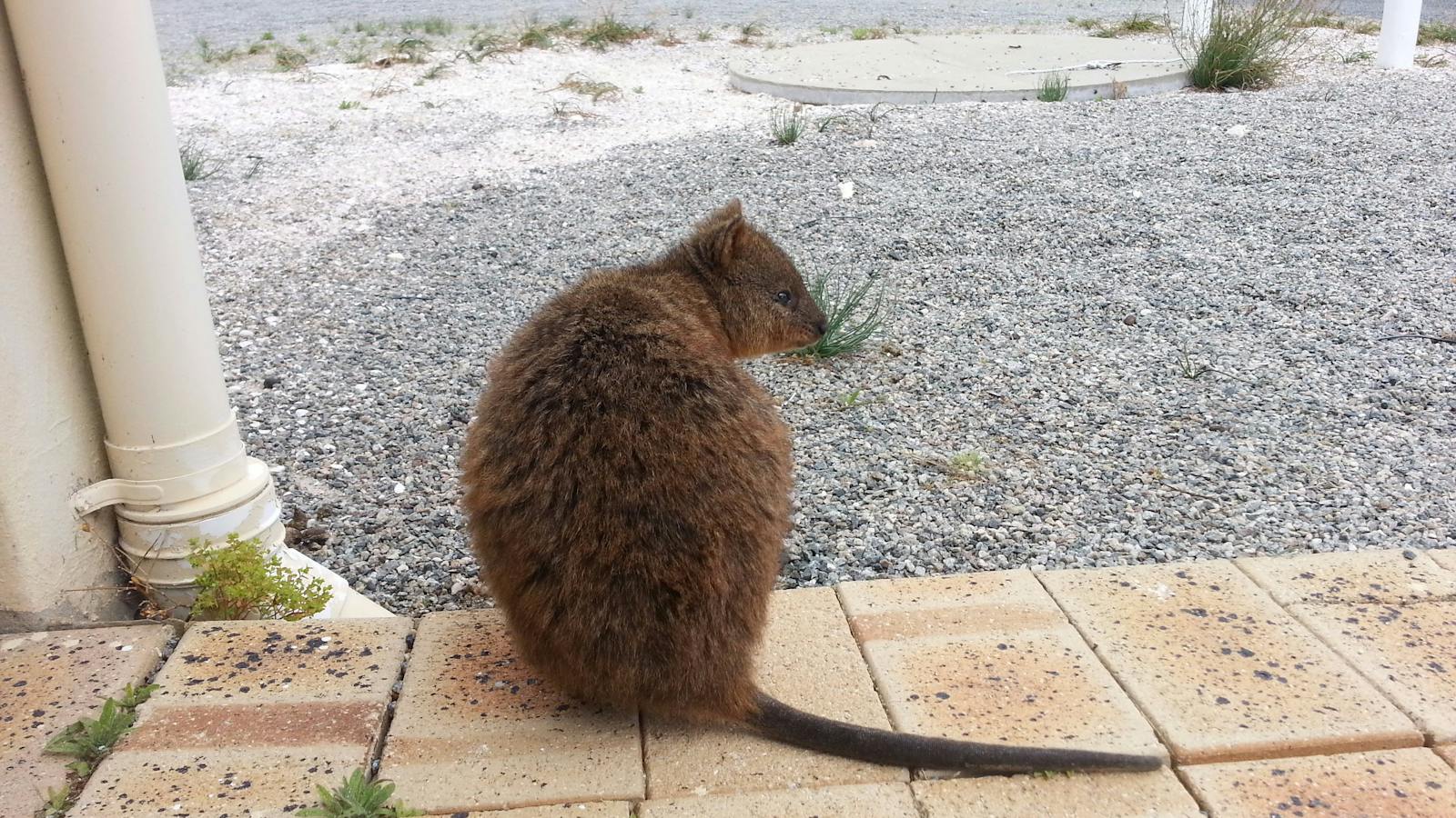 Quokka resting by the airport