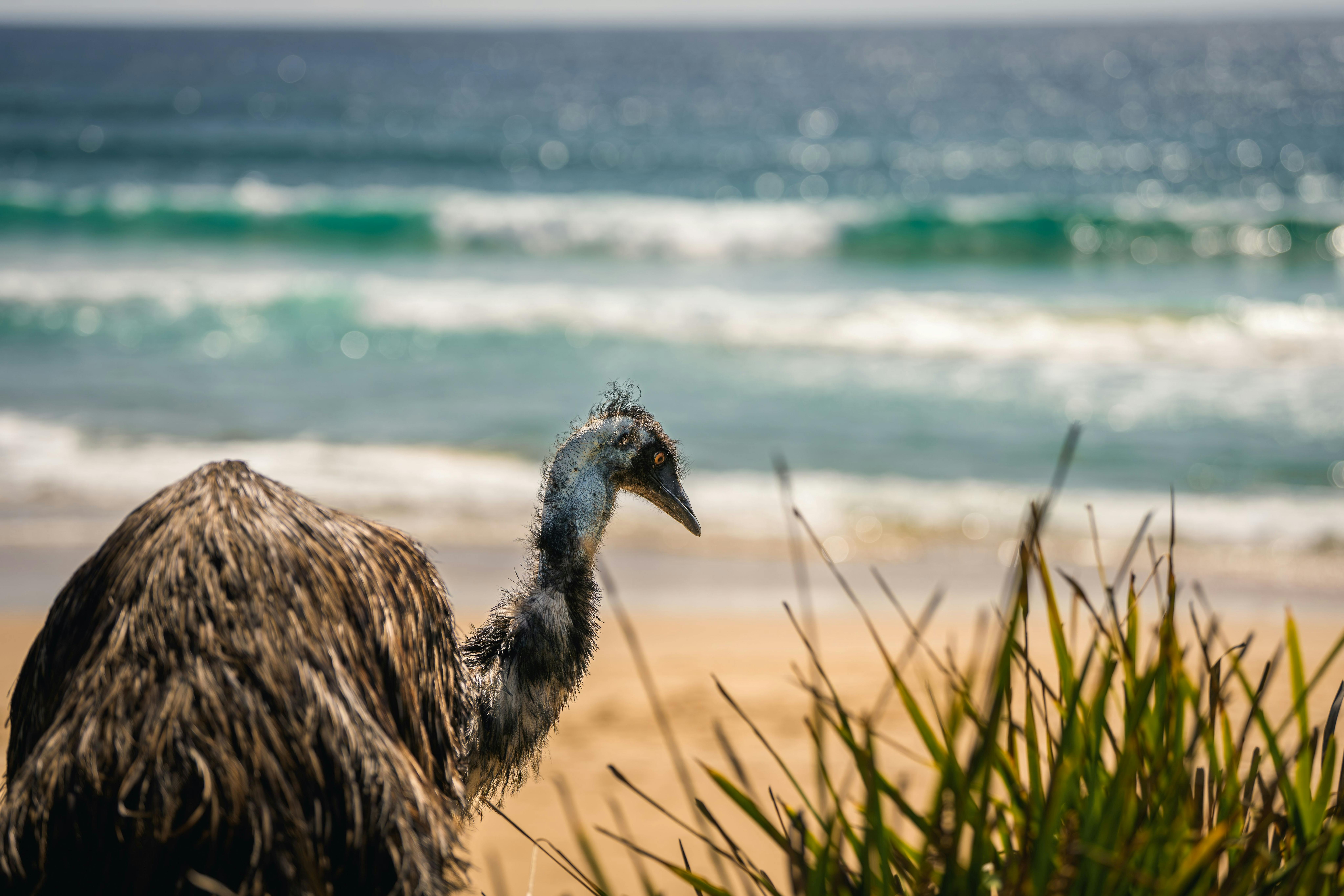 Emus and Surfers will join in as we walk Barefoot on stunning  NSW South Coast Beaches    between