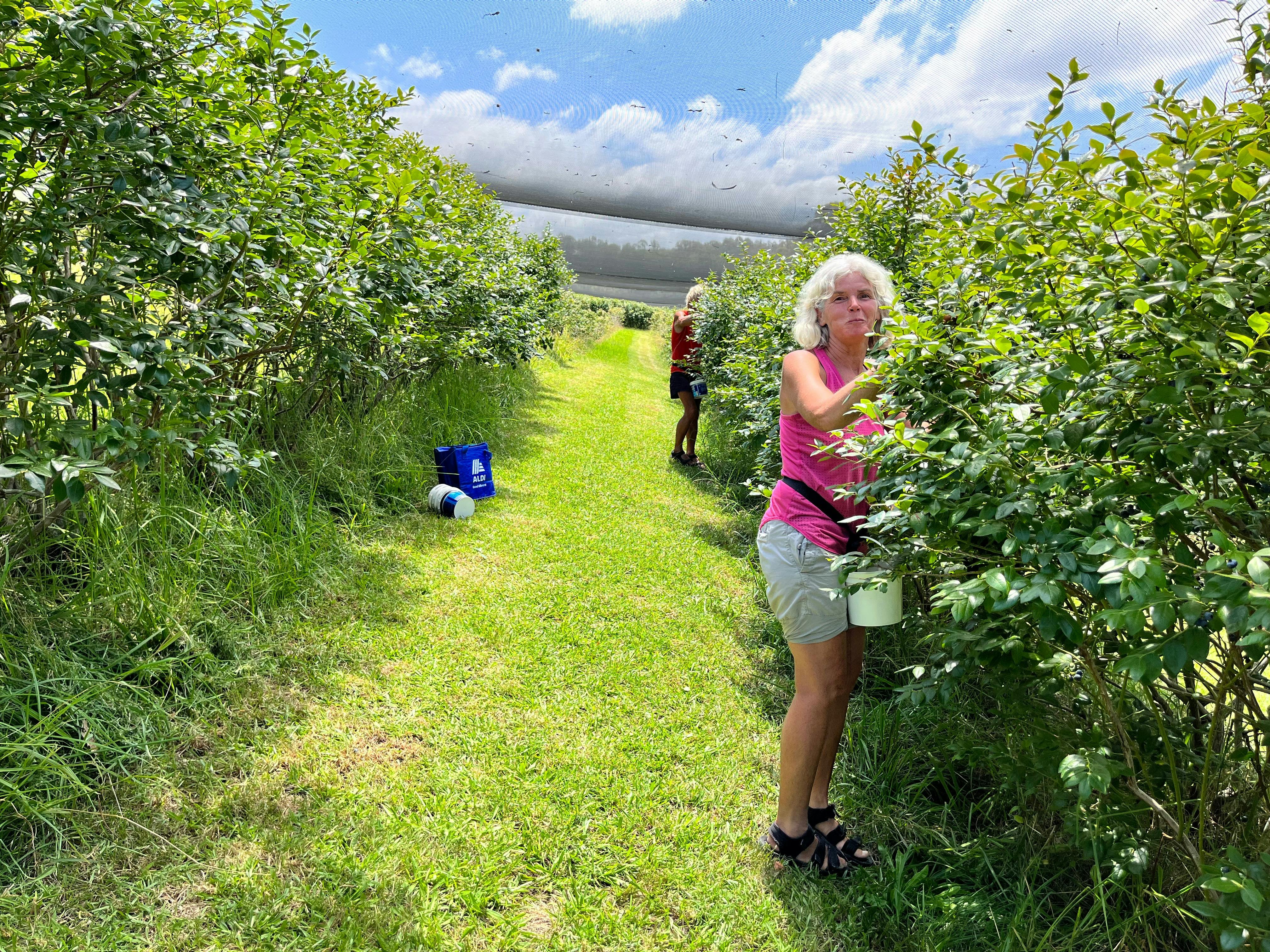 Picking delicious fresh blueberries