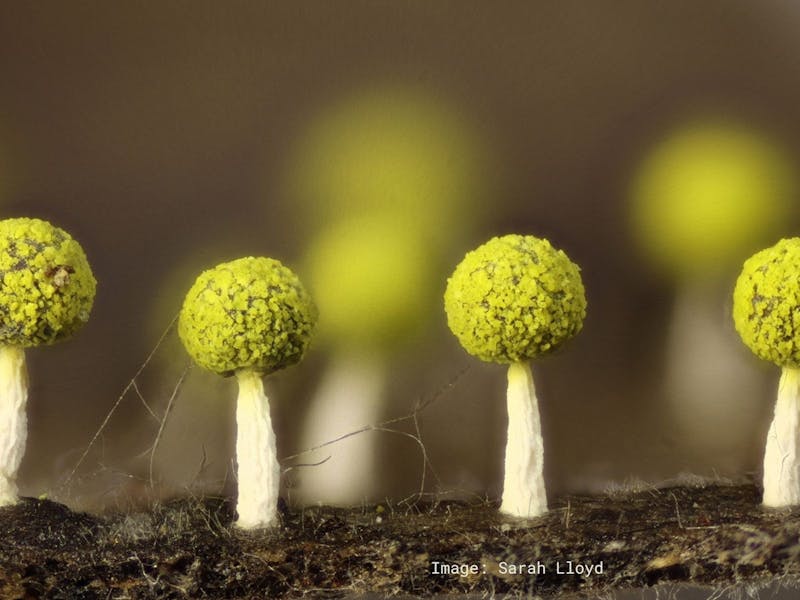 Image for Slime Mould Forest Walk