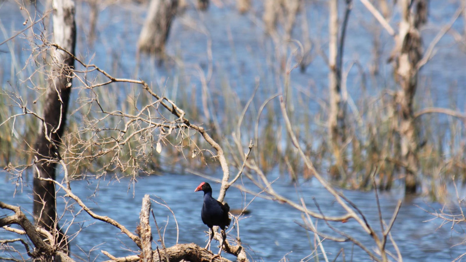 Wooroolin Wetland