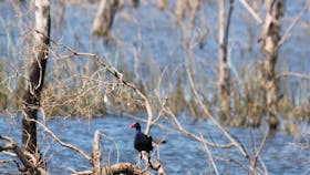 Wooroolin Wetland