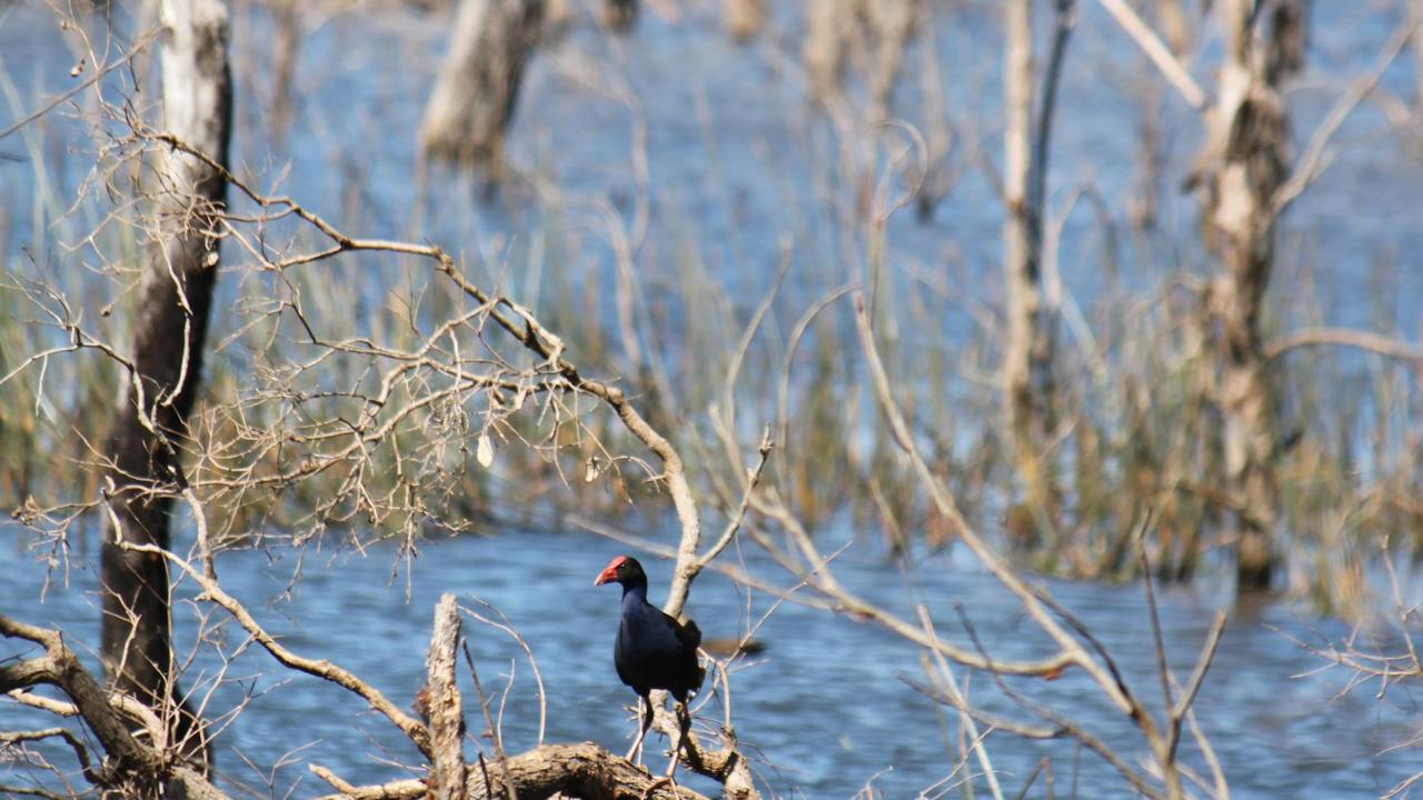 Wooroolin Wetland