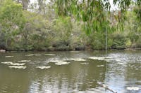 Wide Herbert River with fringing woodland, Princess Hills