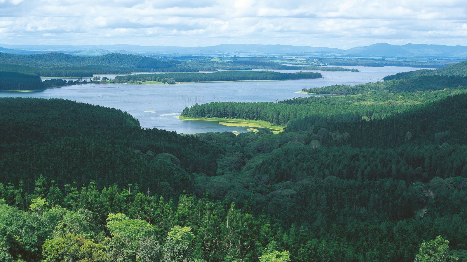Danbulla National Park and State Forest