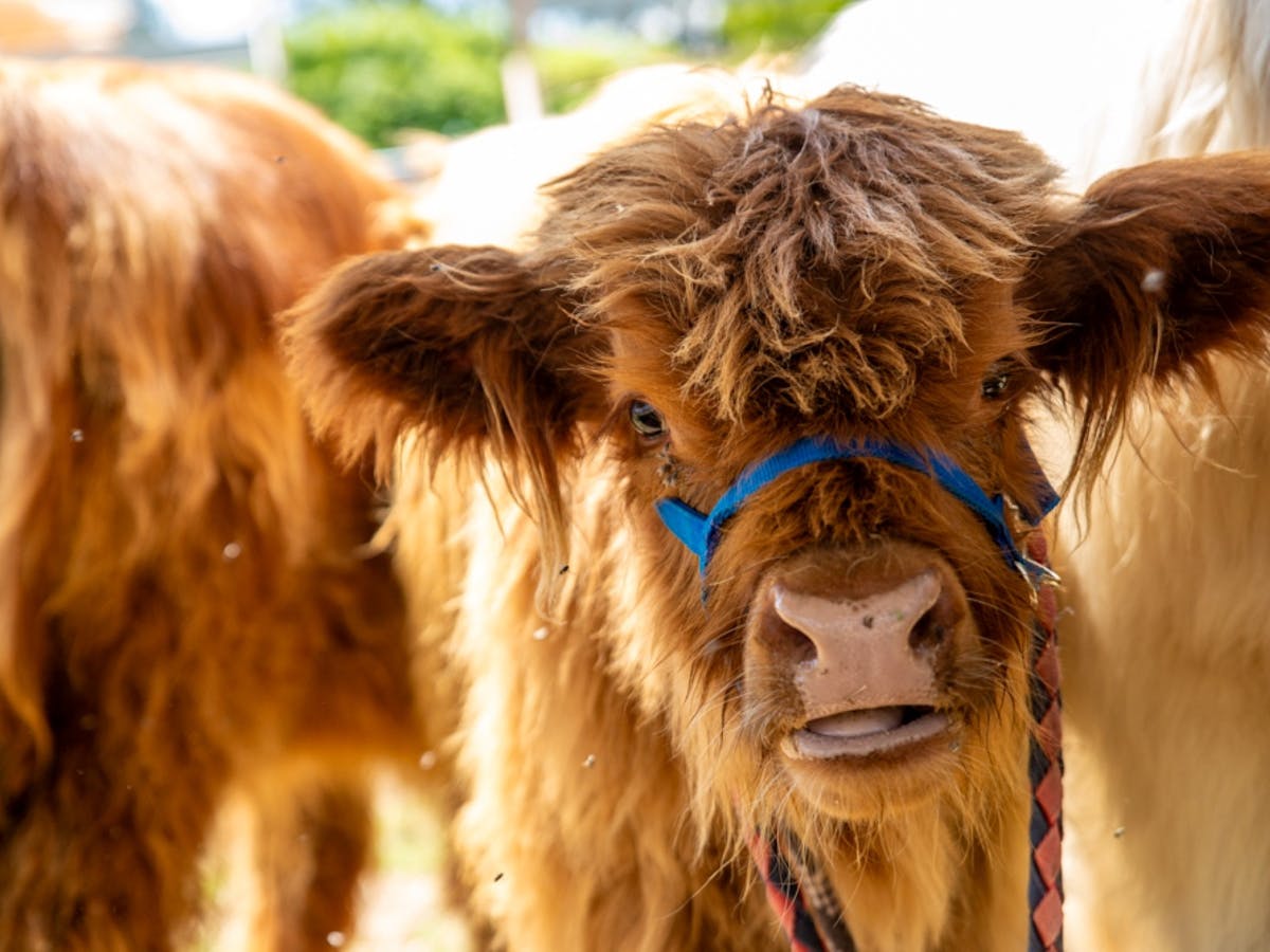 Highland cow calf with blue harness looking directly at the camera