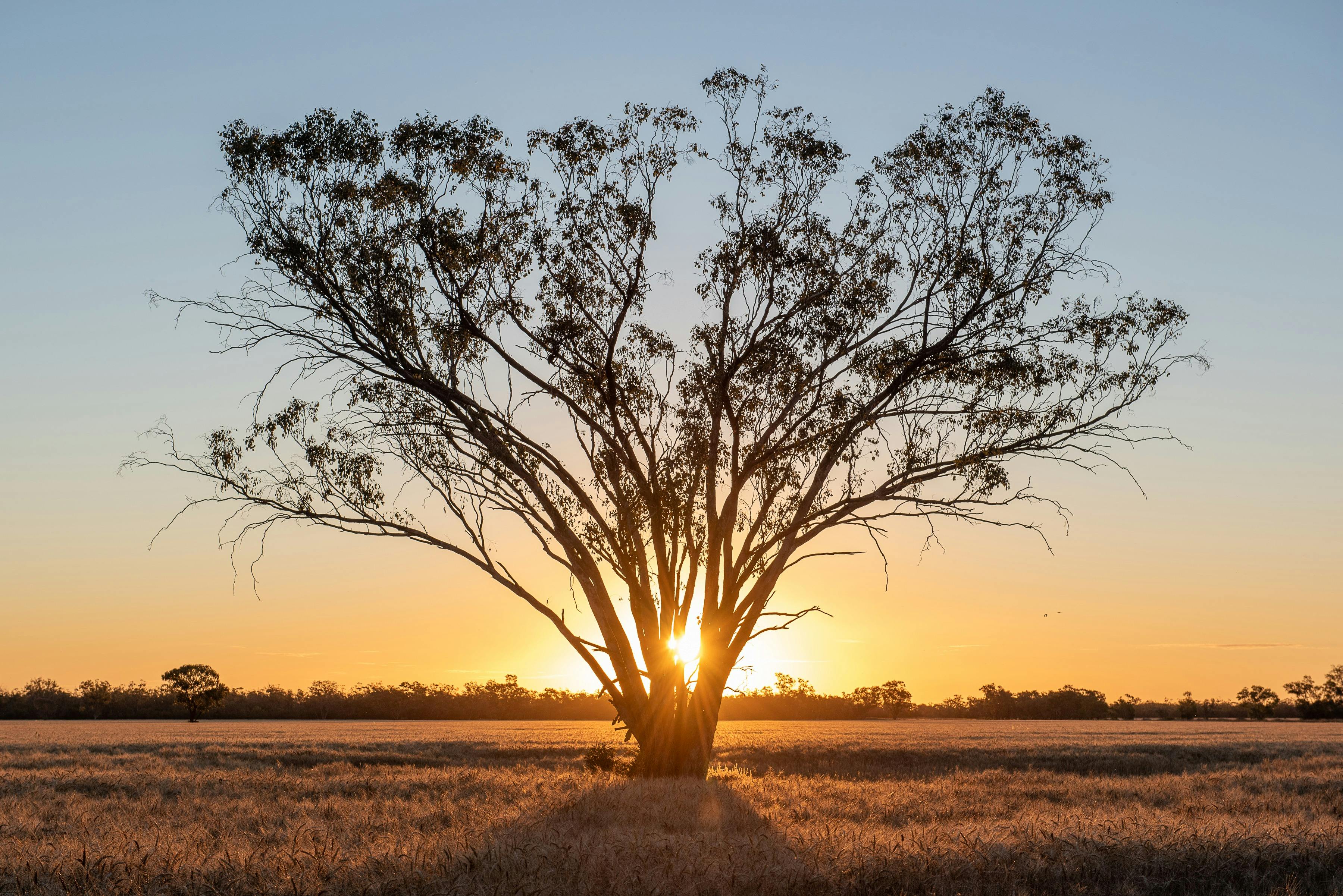 Sunset behind a tree in a paddock